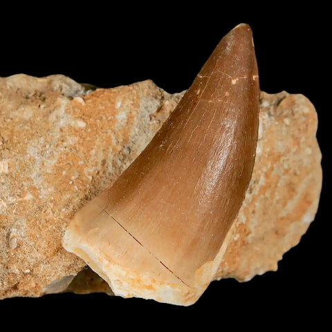 XL 2.1" Mosasaur Prognathodon Fossil Tooth In Matrix Cretaceous Dinosaur Era COA - Fossil Age Minerals