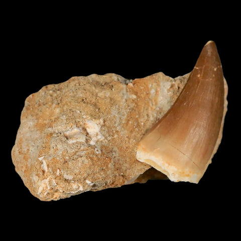 XL 2.1" Mosasaur Prognathodon Fossil Tooth In Matrix Cretaceous Dinosaur Era COA - Fossil Age Minerals