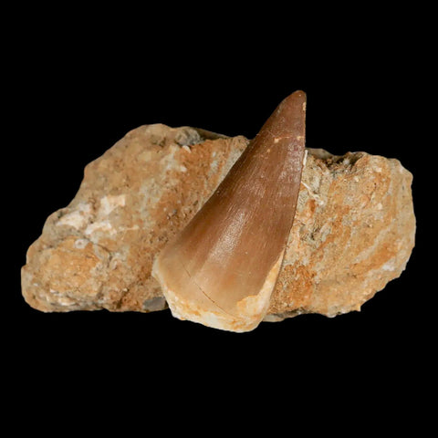 XL 2.1" Mosasaur Prognathodon Fossil Tooth In Matrix Cretaceous Dinosaur Era COA - Fossil Age Minerals