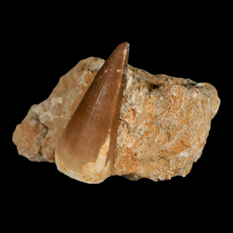 XL 2.1" Mosasaur Prognathodon Fossil Tooth In Matrix Cretaceous Dinosaur Era COA - Fossil Age Minerals