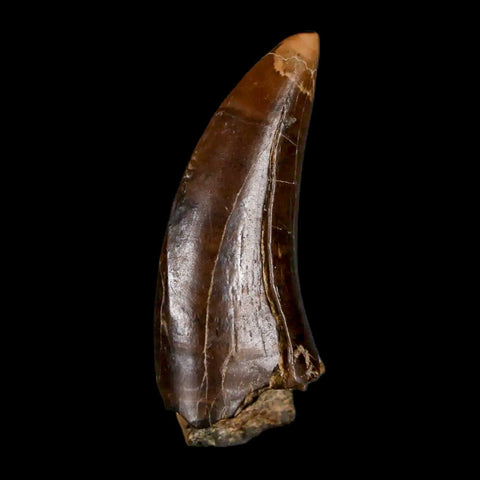 1.5" Albertosaurus Tyrannosaur Fossil Tooth Dinosaur Judith River FM MT COA Display - Fossil Age Minerals