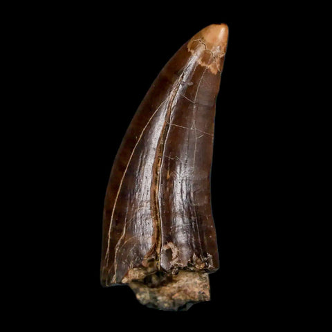 1.5" Albertosaurus Tyrannosaur Fossil Tooth Dinosaur Judith River FM MT COA Display - Fossil Age Minerals