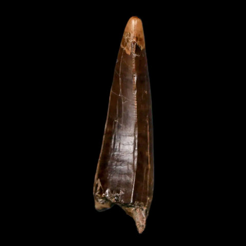 1.5" Albertosaurus Tyrannosaur Fossil Tooth Dinosaur Judith River FM MT COA Display - Fossil Age Minerals