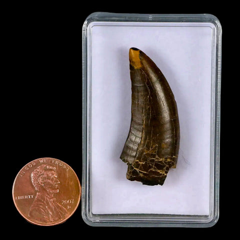 1.5" Albertosaurus Tyrannosaur Fossil Tooth Dinosaur Judith River FM MT COA Display - Fossil Age Minerals