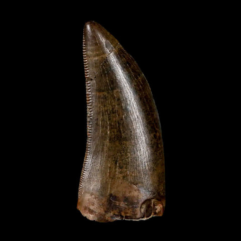 1.2" Tyrannosaur Serrated Fossil Tooth Cretaceous Dinosaur Judith River FM MT COA - Fossil Age Minerals