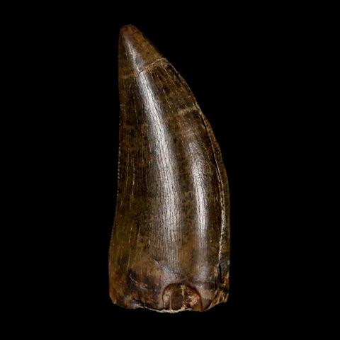 1.2" Tyrannosaur Serrated Fossil Tooth Cretaceous Dinosaur Judith River FM MT COA - Fossil Age Minerals