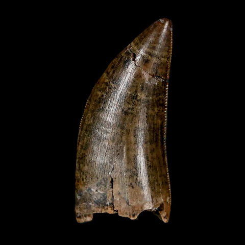 1.2" Tyrannosaur Serrated Fossil Tooth Cretaceous Dinosaur Judith River FM MT COA - Fossil Age Minerals