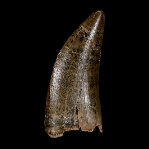 1.2" Tyrannosaur Serrated Fossil Tooth Cretaceous Dinosaur Judith River FM MT COA - Fossil Age Minerals