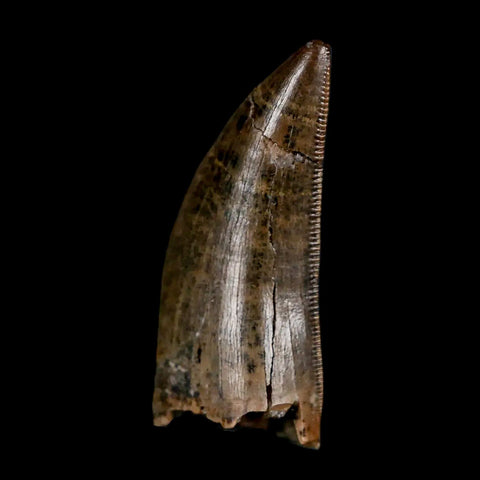 1.2" Tyrannosaur Serrated Fossil Tooth Cretaceous Dinosaur Judith River FM MT COA - Fossil Age Minerals