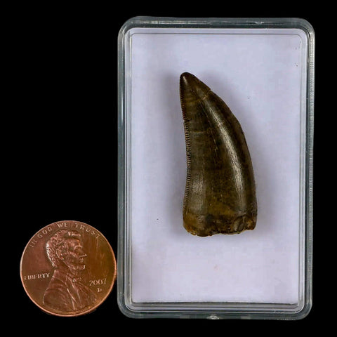 1.2" Tyrannosaur Serrated Fossil Tooth Cretaceous Dinosaur Judith River FM MT COA - Fossil Age Minerals