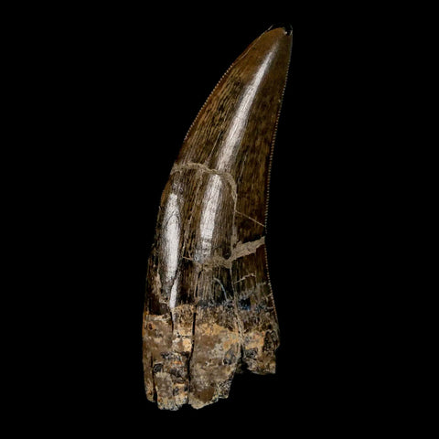 2.2" Tyrannosaur Dinosaur Serrated Fossil Tooth Judith River FM Montana COA Display - Fossil Age Minerals