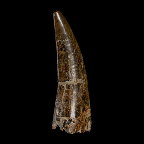 2.2" Tyrannosaur Dinosaur Serrated Fossil Tooth Judith River FM Montana COA Display - Fossil Age Minerals