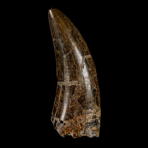 2.2" Tyrannosaur Dinosaur Serrated Fossil Tooth Judith River FM Montana COA Display - Fossil Age Minerals