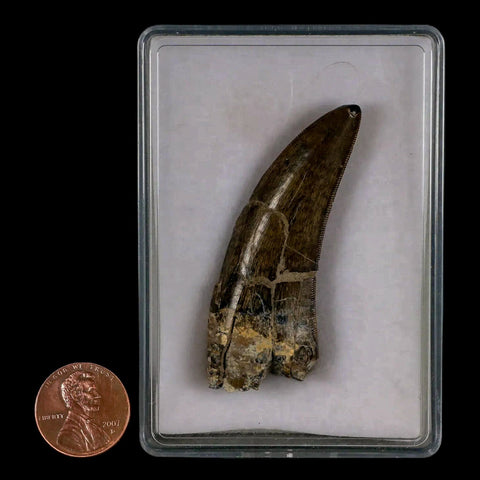 2.2" Tyrannosaur Dinosaur Serrated Fossil Tooth Judith River FM Montana COA Display - Fossil Age Minerals