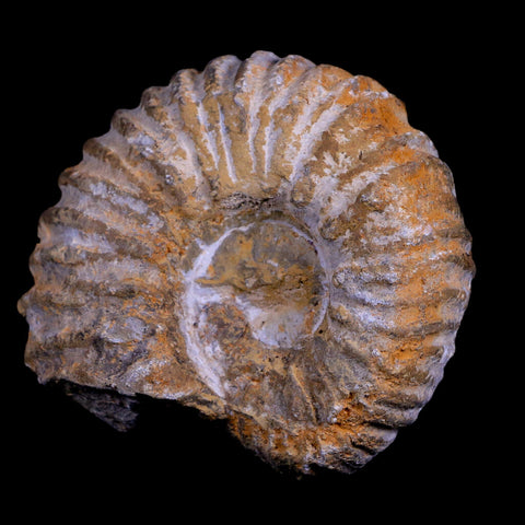 2.9" Acanthoceras Ammonite Fossil Agadir Morocco 360 Million Year Old COA - Fossil Age Minerals