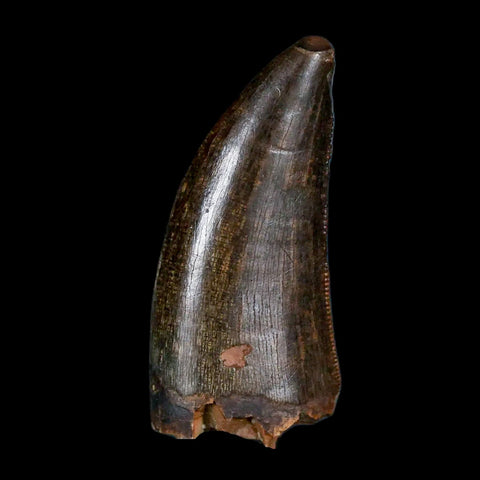 1.4" Tyrannosaur Serrated Fossil Tooth Cretaceous Dinosaur Judith River FM MT COA - Fossil Age Minerals