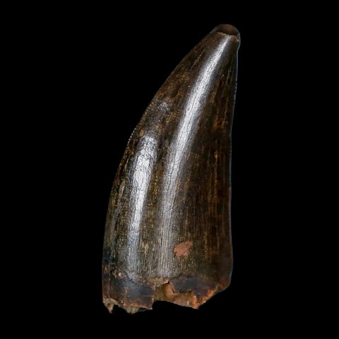 1.4" Tyrannosaur Serrated Fossil Tooth Cretaceous Dinosaur Judith River FM MT COA - Fossil Age Minerals