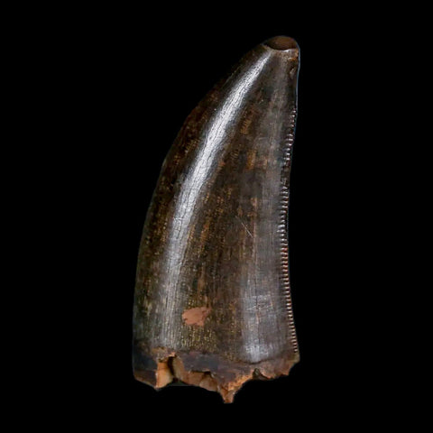 1.4" Tyrannosaur Serrated Fossil Tooth Cretaceous Dinosaur Judith River FM MT COA - Fossil Age Minerals