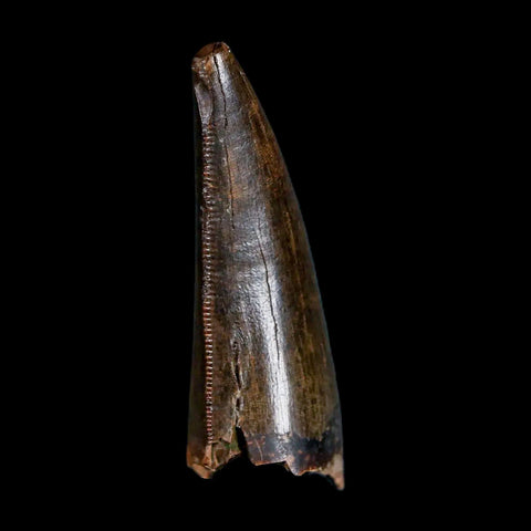 1.4" Tyrannosaur Serrated Fossil Tooth Cretaceous Dinosaur Judith River FM MT COA - Fossil Age Minerals