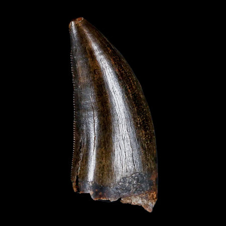 1.4" Tyrannosaur Serrated Fossil Tooth Cretaceous Dinosaur Judith River FM MT COA