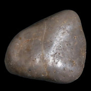 2" Sauropod Dinosaur Stomach Stone Gastrolith Rock Gizzard Stone COA