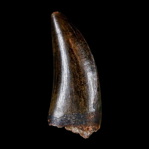 1.4" Tyrannosaur Serrated Fossil Tooth Cretaceous Dinosaur Judith River FM MT COA - Fossil Age Minerals