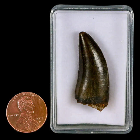 1.4" Tyrannosaur Serrated Fossil Tooth Cretaceous Dinosaur Judith River FM MT COA - Fossil Age Minerals