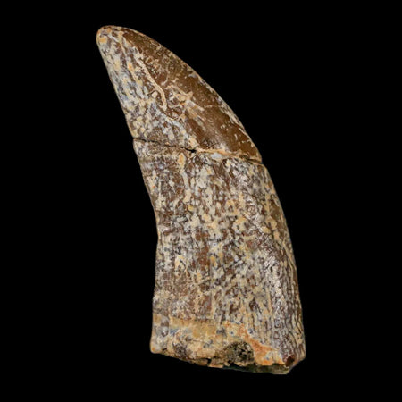 1.5" Nanotyrannus Tyrannosaurus Fossil Tooth Dinosaur Lance Creek FM WY COA