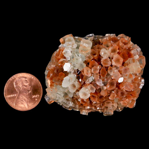 1.9" Aragonite Mineral Two Tone Crystal Cluster Specimen Tazouta Morocco