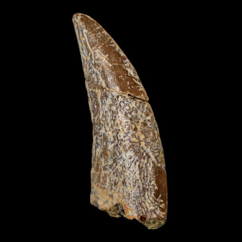 1.5" Nanotyrannus Tyrannosaurus Fossil Tooth Dinosaur Lance Creek FM WY COA - Fossil Age Minerals