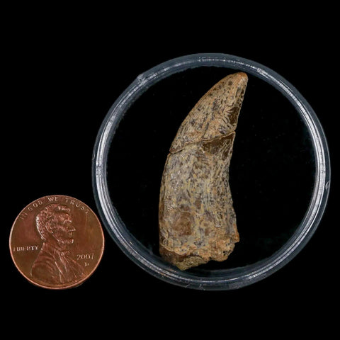 1.5" Nanotyrannus Tyrannosaurus Fossil Tooth Dinosaur Lance Creek FM WY COA - Fossil Age Minerals