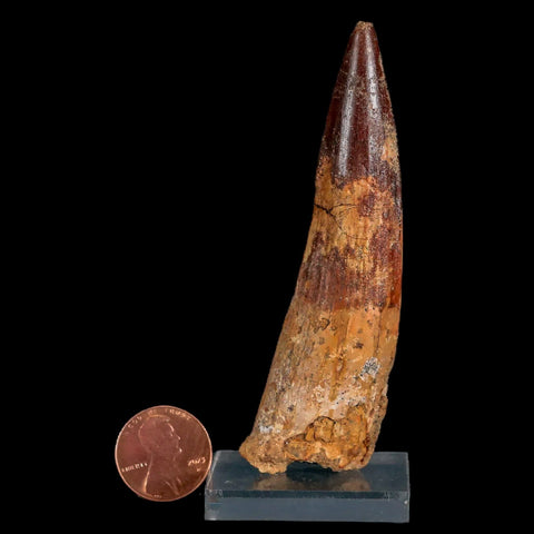 XL 3.5" Spinosaurus Fossil Tooth 100 Million Years Old Cretaceous Dinosaur COA Stand - Fossil Age Minerals