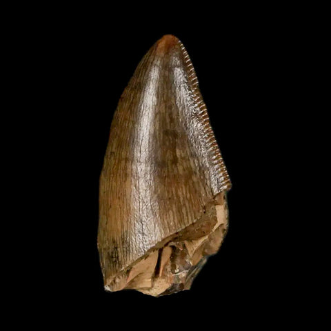 0.9" Tyrannosaur Serrated Fossil Tooth Tip Cretaceous Dinosaur Judith River FM MT COA - Fossil Age Minerals