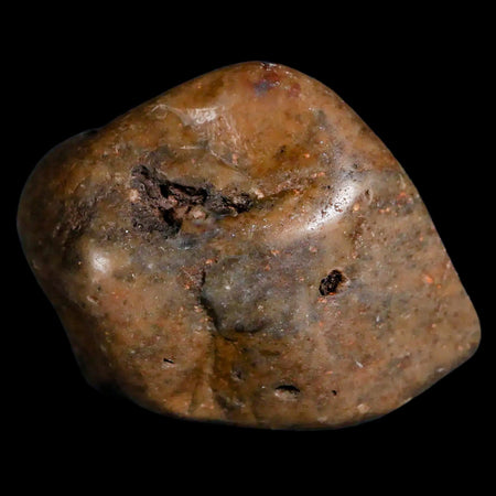 1.4" Sauropod Dinosaur Stomach Stone Gastrolith Rock Gizzard Stone COA