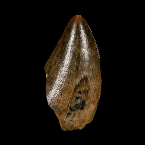 0.9" Tyrannosaur Serrated Fossil Tooth Tip Cretaceous Dinosaur Judith River FM MT COA - Fossil Age Minerals