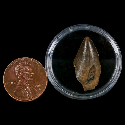 0.9" Tyrannosaur Serrated Fossil Tooth Tip Cretaceous Dinosaur Judith River FM MT COA - Fossil Age Minerals