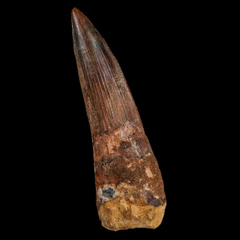 XL 3.4" Spinosaurus Fossil Tooth 100 Million Years Old Cretaceous Dinosaur COA Stand - Fossil Age Minerals