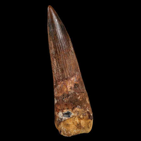 XL 3.4" Spinosaurus Fossil Tooth 100 Million Years Old Cretaceous Dinosaur COA Stand