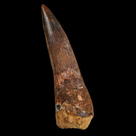 XL 3.4" Spinosaurus Fossil Tooth 100 Million Years Old Cretaceous Dinosaur COA Stand - Fossil Age Minerals