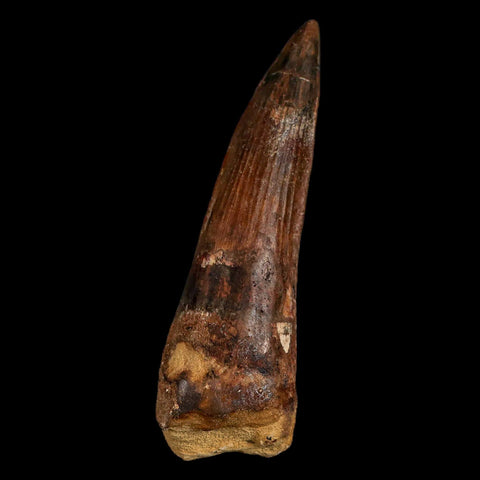 XL 3.4" Spinosaurus Fossil Tooth 100 Million Years Old Cretaceous Dinosaur COA Stand - Fossil Age Minerals