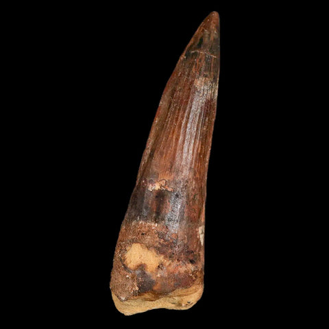 XL 3.4" Spinosaurus Fossil Tooth 100 Million Years Old Cretaceous Dinosaur COA Stand - Fossil Age Minerals