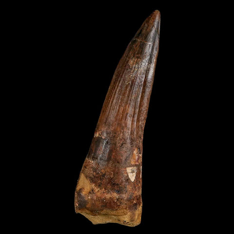 XL 3.4" Spinosaurus Fossil Tooth 100 Million Years Old Cretaceous Dinosaur COA Stand - Fossil Age Minerals