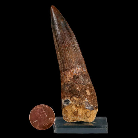 XL 3.4" Spinosaurus Fossil Tooth 100 Million Years Old Cretaceous Dinosaur COA Stand - Fossil Age Minerals