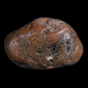 1.9" Sauropod Dinosaur Stomach Stone Gastrolith Rock Gizzard Stone COA
