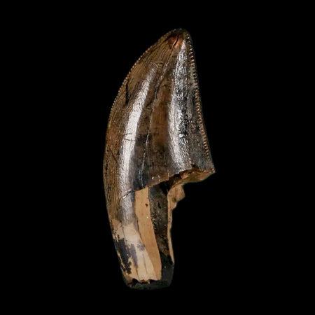 1" Tyrannosaur Serrated Fossil Tooth Cretaceous Dinosaur Judith River FM MT COA