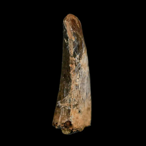 1.1" Nanotyrannus Tyrannosaurus Fossil Tooth Dinosaur Lance Creek FM WY COA - Fossil Age Minerals