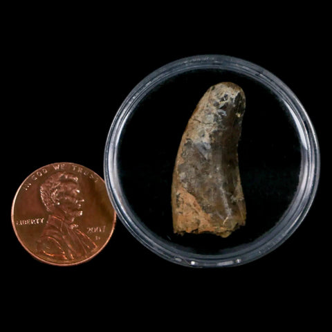 1.1" Nanotyrannus Tyrannosaurus Fossil Tooth Dinosaur Lance Creek FM WY COA - Fossil Age Minerals