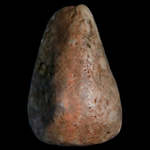 1.7" Sauropod Dinosaur Stomach Stone Gastrolith Rock Gizzard Stone COA - Fossil Age Minerals