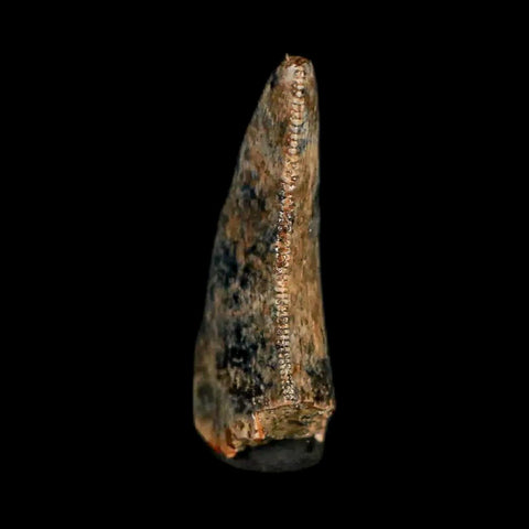 0.7" Nanotyrannus Tyrannosaurus Fossil Tooth Dinosaur Lance Creek FM WY COA - Fossil Age Minerals