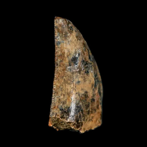 0.7" Nanotyrannus Tyrannosaurus Fossil Tooth Dinosaur Lance Creek FM WY COA - Fossil Age Minerals